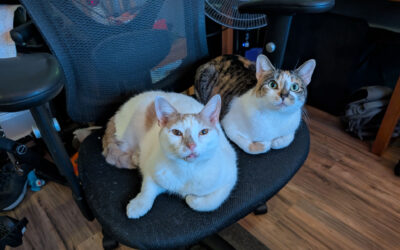 Cat Gallery 2025-01-07 – Lewie and Leeloo